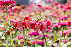 Flowers - flower on Bee