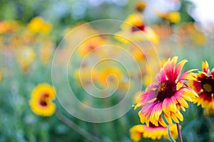 Flowers in a flower garden on a sunny day