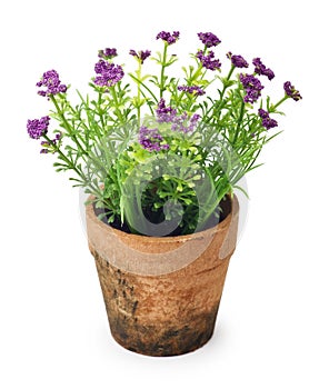 Flowers in flower pot