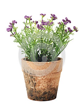 Flowers in flower pot