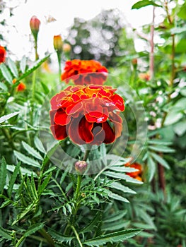 Flowers in a flowerbed