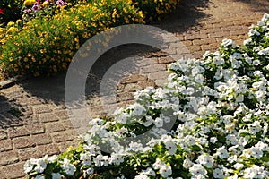 Flowers in flowerbed