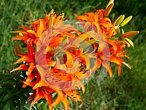 Flowers on the flowerbed. The tiger lily (Lilium lancifolium or