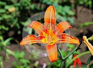 Flowers on the flowerbed. The tiger lily (Lilium lancifolium or