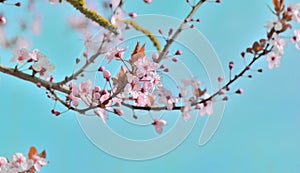 flowers flowering on a branch of a tree on blue sky