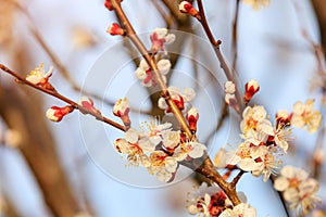 Flowers and flowering trees in early spring, toned. Spring background with copy space