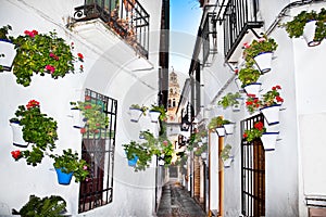 Flowers flowerpot on the walls on streets of Cordoba. Spain