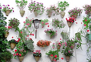 Flowers in flowerpot on the walls on streets of Cordoba, Spain.