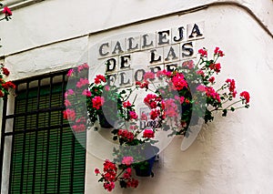 Flowers in flowerpot on the white walls on famous Flower street.