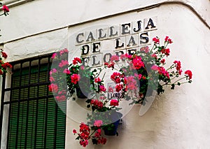 Flowers in flowerpot on the white walls on famous Flower street. photo