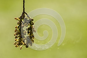 Flowers and flying spores of Taxodium distichum tree, bald cypress photo