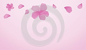 Flowers and flyng Petals. Pink Purple Sakura frame isolated on P photo