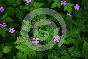 Flowers and foliage of Geranium robertianum.