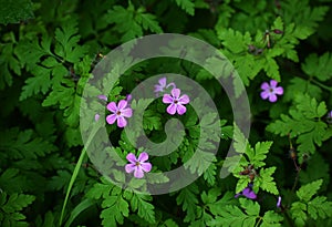 Flowers and foliage of Geranium robertianum.