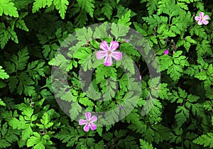 Flowers and foliage of Geranium robertianum.