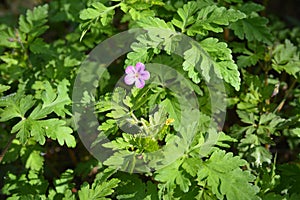 Flowers and foliage of Geranium robertianum