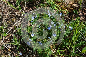 Flowers and foliage of germander speedwell
