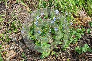 Flowers and foliage of germander speedwell