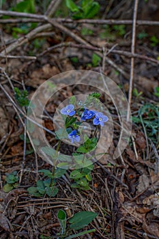 Flowers and foliage of germander speedwell