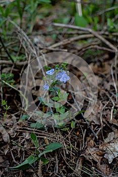 Flowers and foliage of germander speedwell