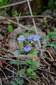 Flowers and foliage of germander speedwell