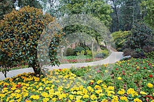 Flowers and footway on hillside in spring