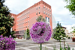 Flowers on foreground and BICOCCA UNIVERSITY - MILAN - modern buildings - Milan - Lombardy - ITALY