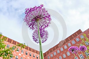 Flowers on foreground and BICOCCA UNIVERSITY - MILAN - modern buildings - Milan - Lombardy - ITALY