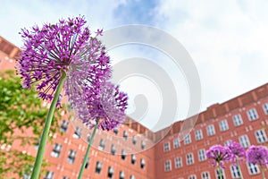 Flowers on foreground and BICOCCA UNIVERSITY - MILAN - modern buildings - Milan - Lombardy - ITALY