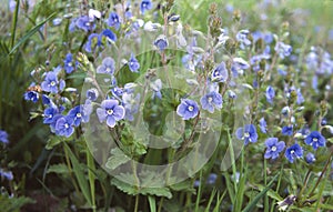 Flowers in forest