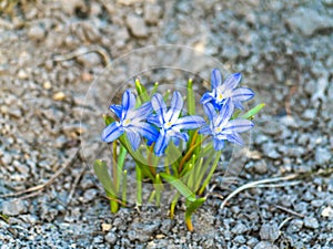 Flowers of forest blue violets in the ground