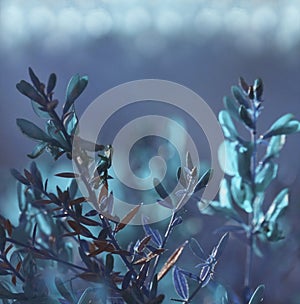 Flowers forest. Floral beautiful blue background boke. Turquoise flowers in a clearing . Closeup.