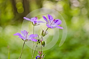 Flowers of forest geranium Geranium sylvaticum L. - a medicinal plant. Blurred background