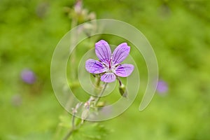 Flowers of forest geranium Geranium sylvaticum L. - a medicinal plant. Blurred background