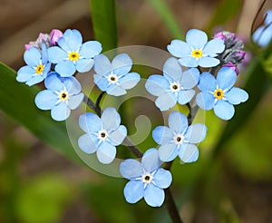 Flowers forget-me-in the form of heart.