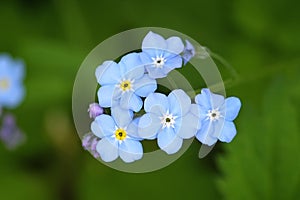 Flowers forget-me-not on green background