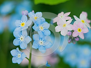 Flowers forget-me-nots blue and pink as a concept of boy and girl attitude of the sexes of love and harmonious relations