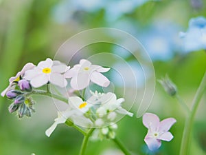 Flowers forget-me-nots blue and pink as a concept of boy and girl attitude of the sexes of love and harmonious relations