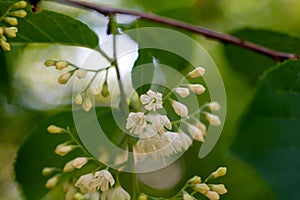 Flowers of a fragrant epaulette tree, Pterostyrax hispida