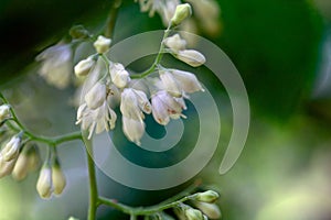 Flowers of a fragrant epaulette tree, Pterostyrax hispida