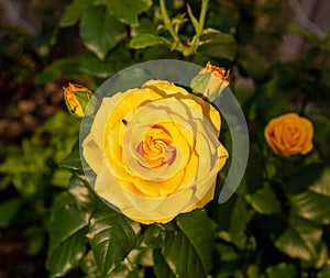 The flowers are a fragrant rose, or a tea rose (Latin Rosa odorata) with delicate beautiful yellow petals