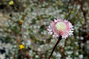 Fremont`s pincushion, Anza Borrego Desert State Park photo