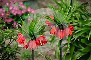 Flowers of Fritillaria Imperialis crown imperial, imperial fritillary or Kaiser`s crown