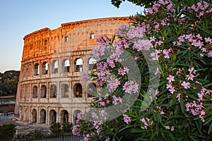 Flowers in front of the Colosseum in Rome