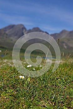 Flowers in front of cuillin