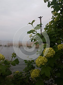 Flowers in front of a lake with ducks