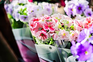 Flowers In Front Of A Local Florist - Turkey