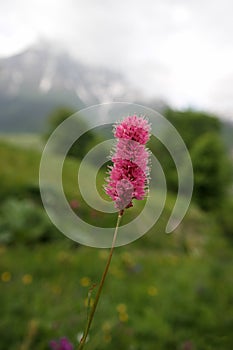 Flowers in front of the mountains