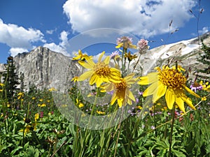 Flowers in front of mountains in alpine meadow