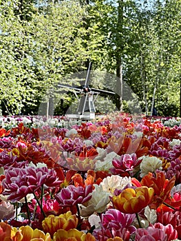 Flowers in front of a windmill in holland